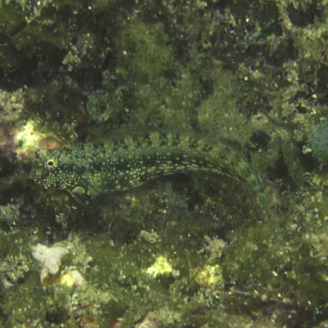 Salarias luctuosus